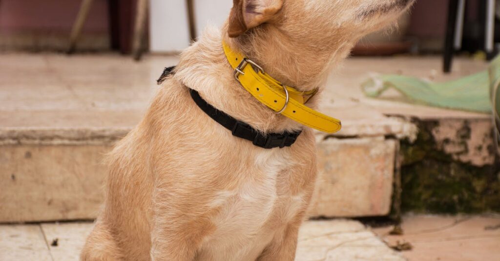 How to Adjust a Dog Collar: Tips for a Happy and Secure Pup