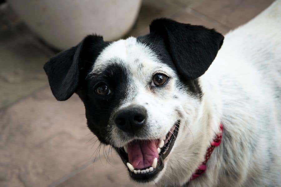 Adorable Dog Names Ending in 'IE' for Your New Cutie The Dog Darling