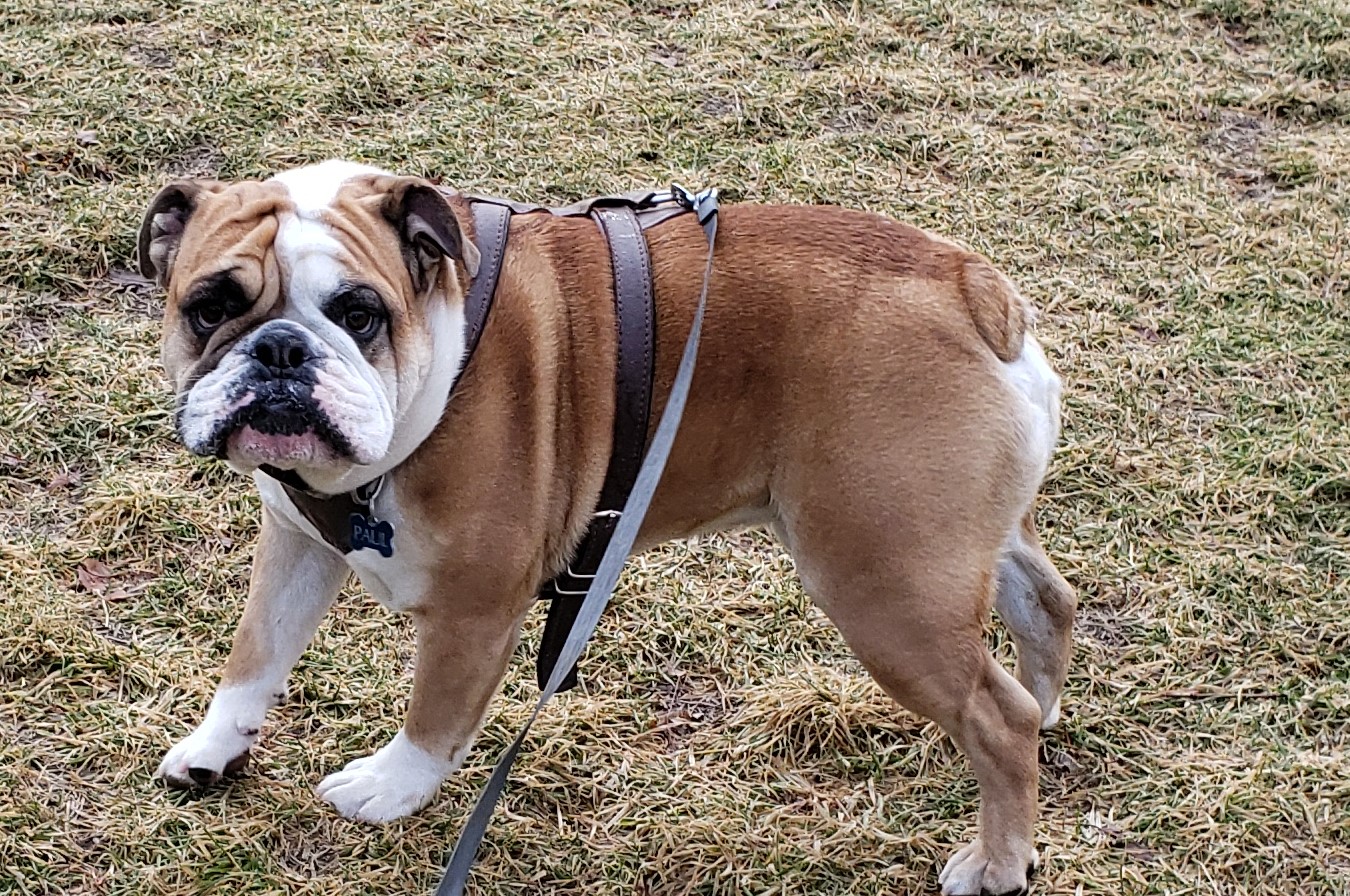 Learn Why It's So Difficult to Breed English Bulldogs