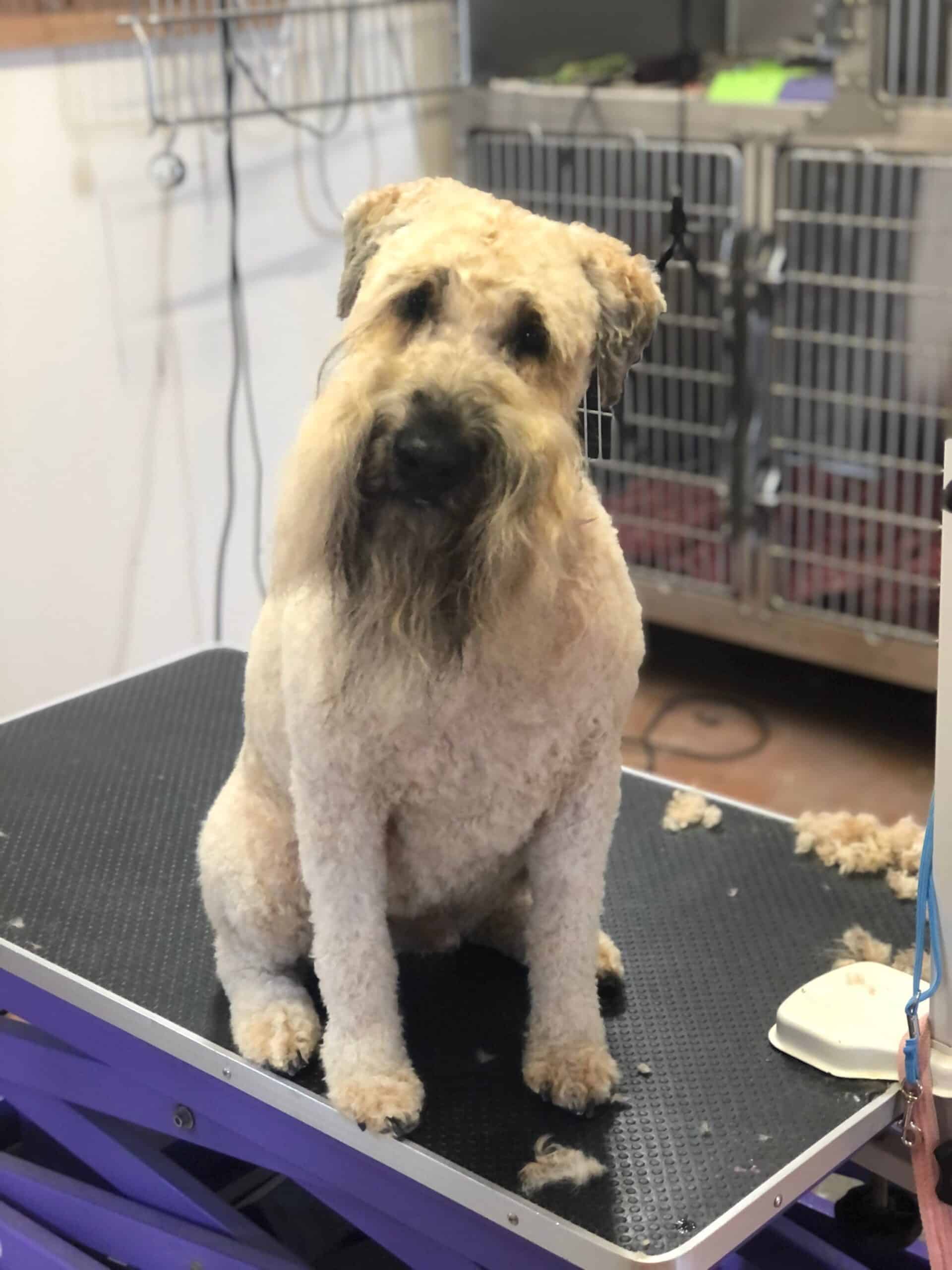 Dog Grooming The Dog House