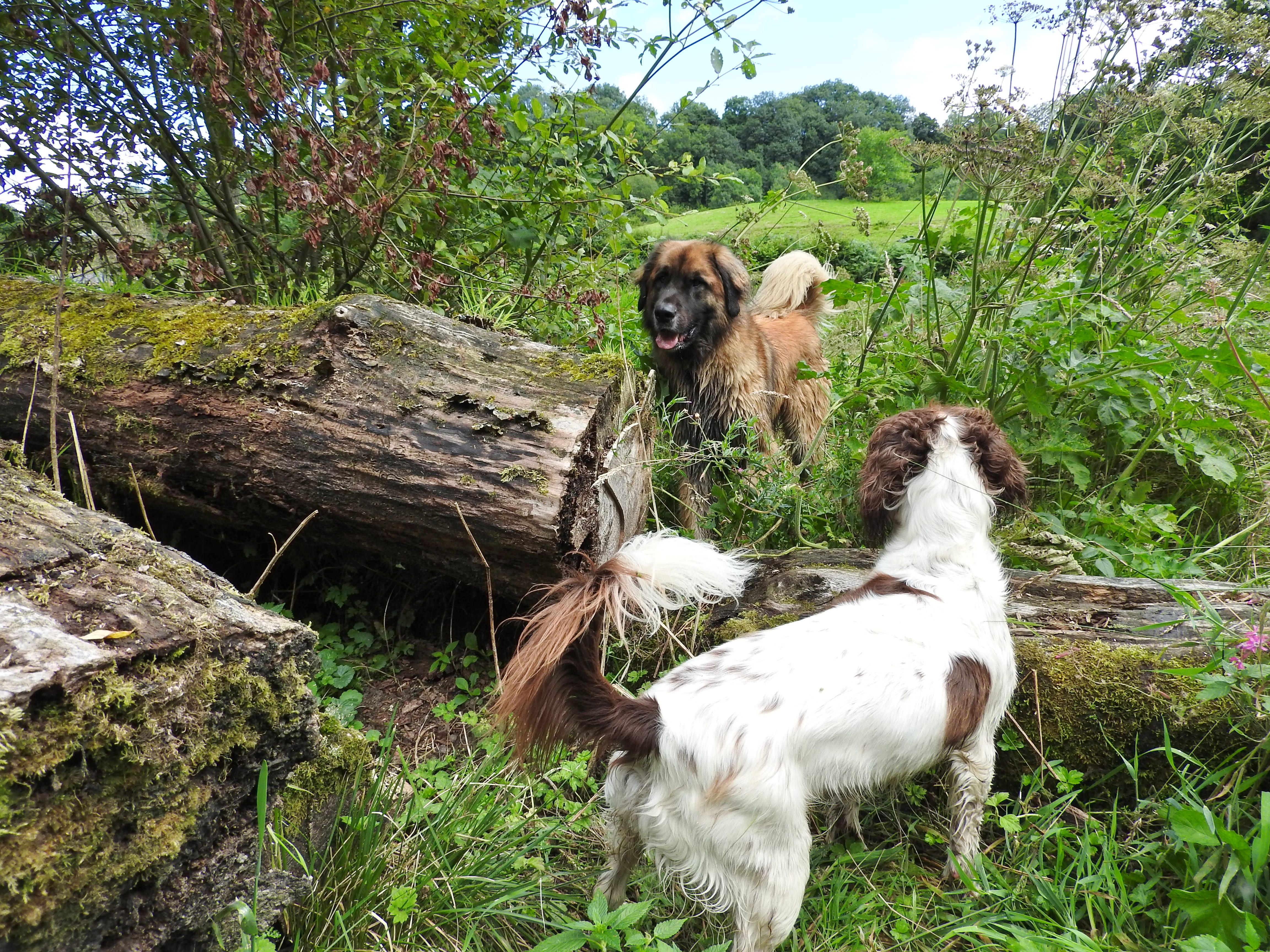 The Dog House Wales Dog Boarding Dogs by a Log The Dog House Trading
