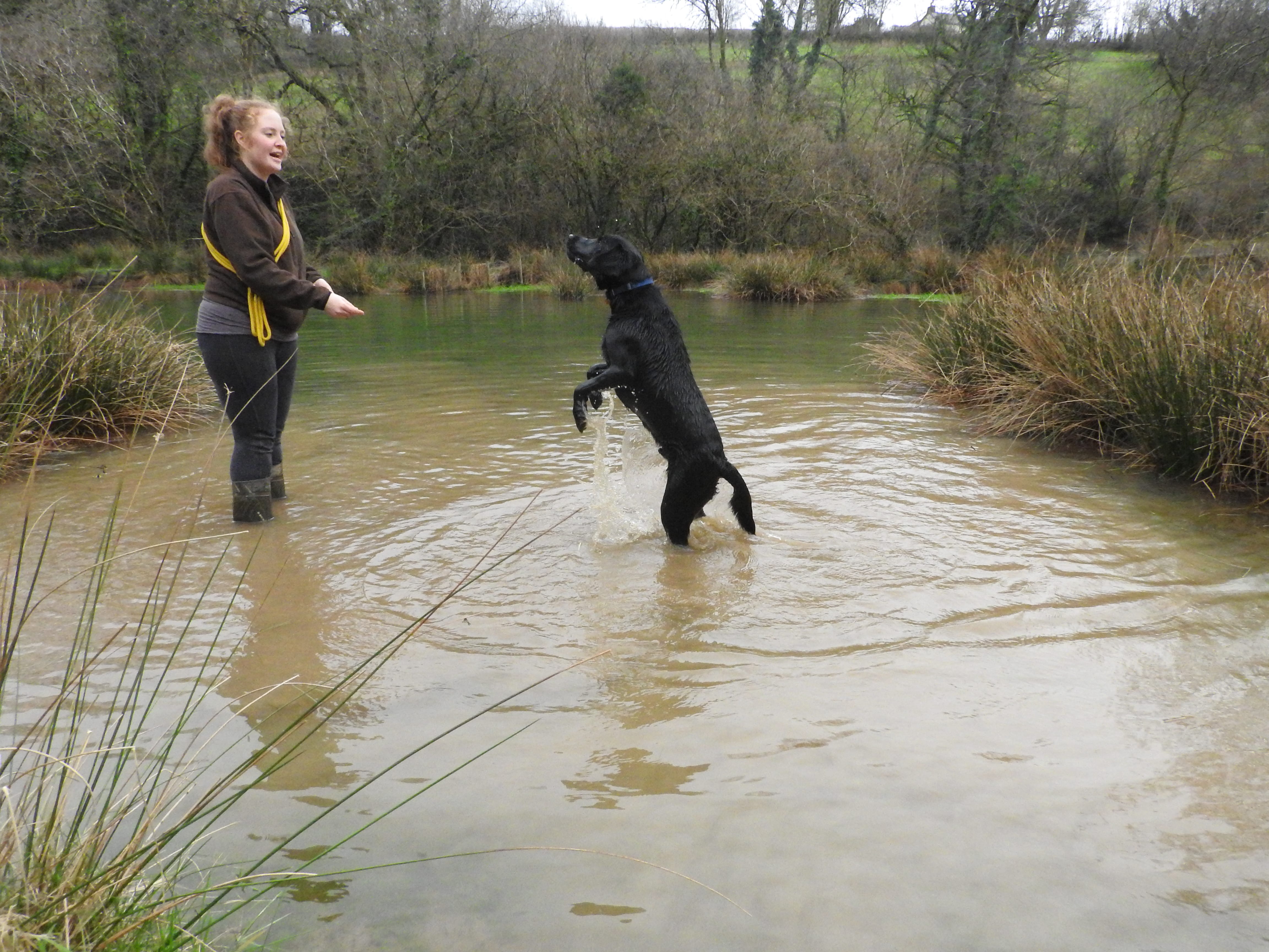 The Dog House Wales Dog Boarding Dog Training in Water Activity