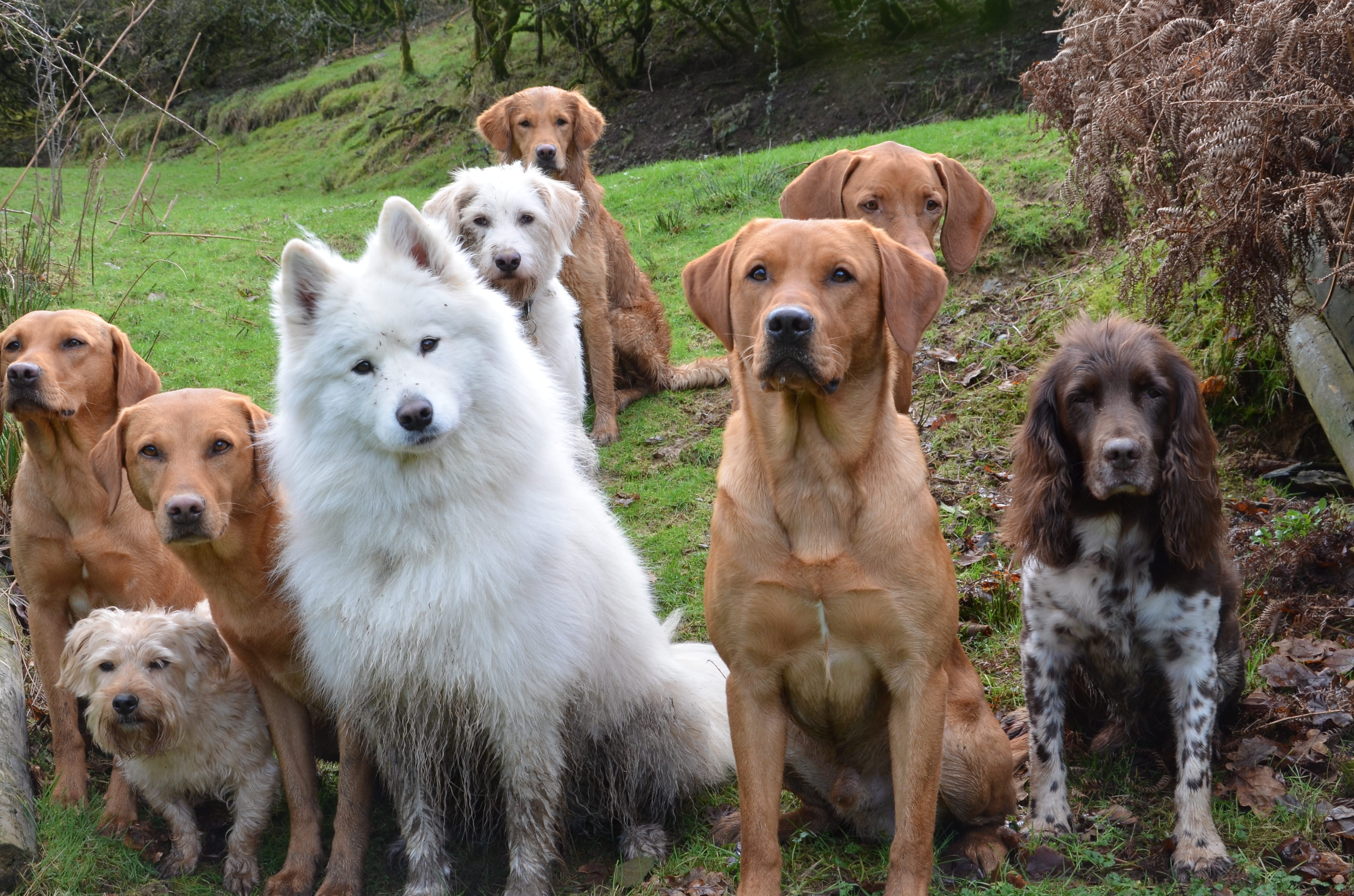 The Dog House Wales Dog Boarding Dog Group Image The Dog House