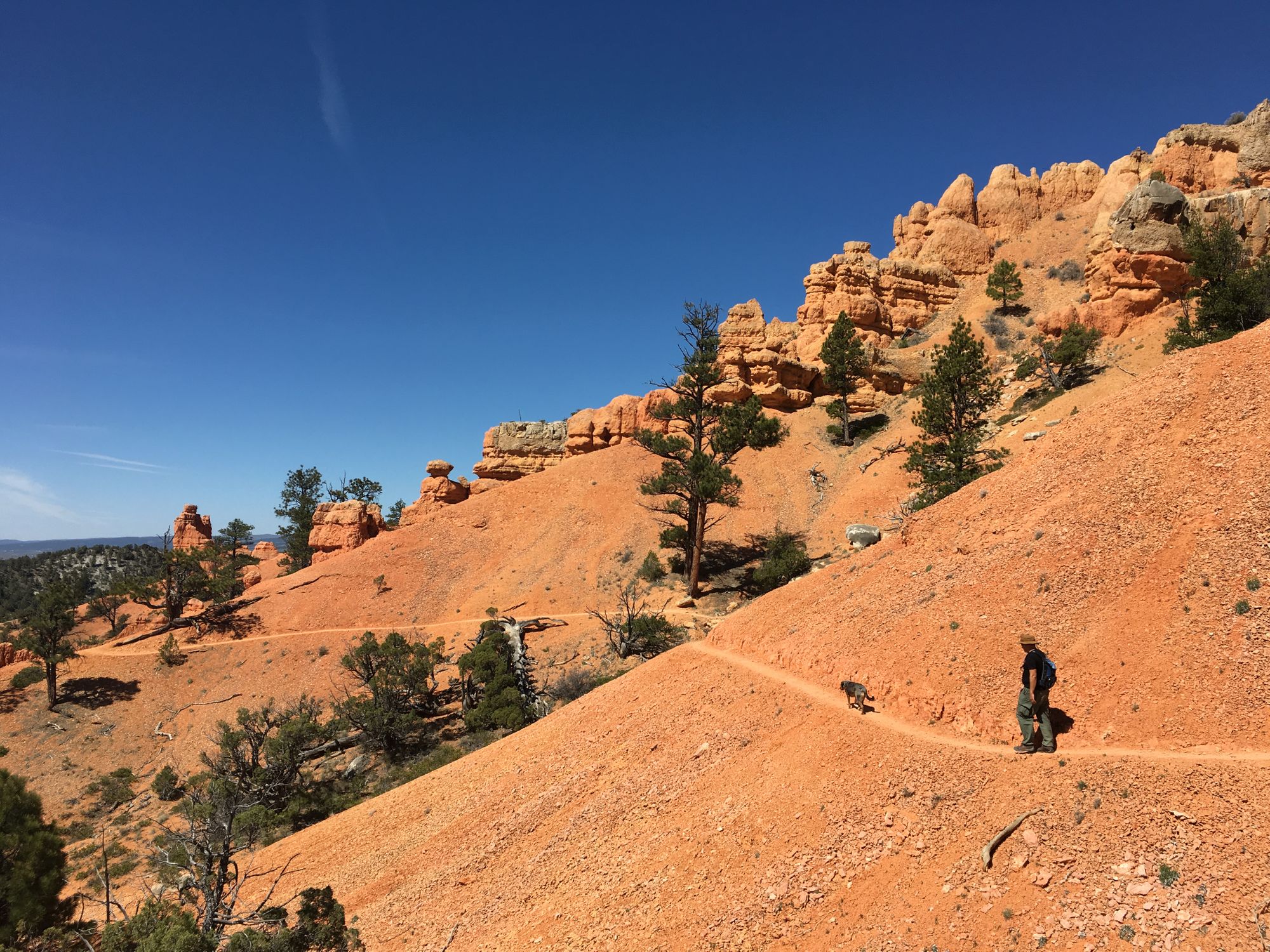Utah Dog Adventures