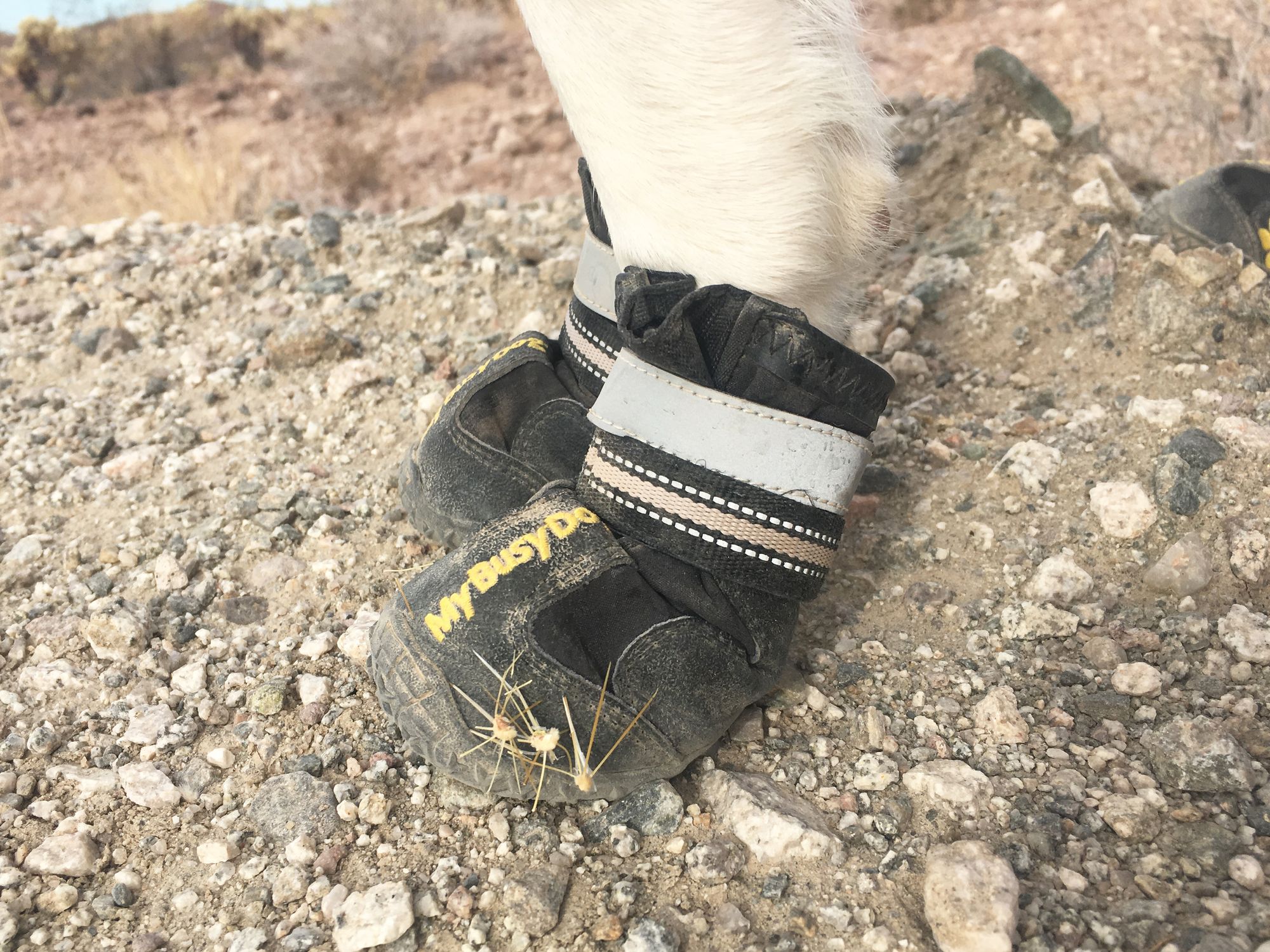 Arizona Dog Adventures