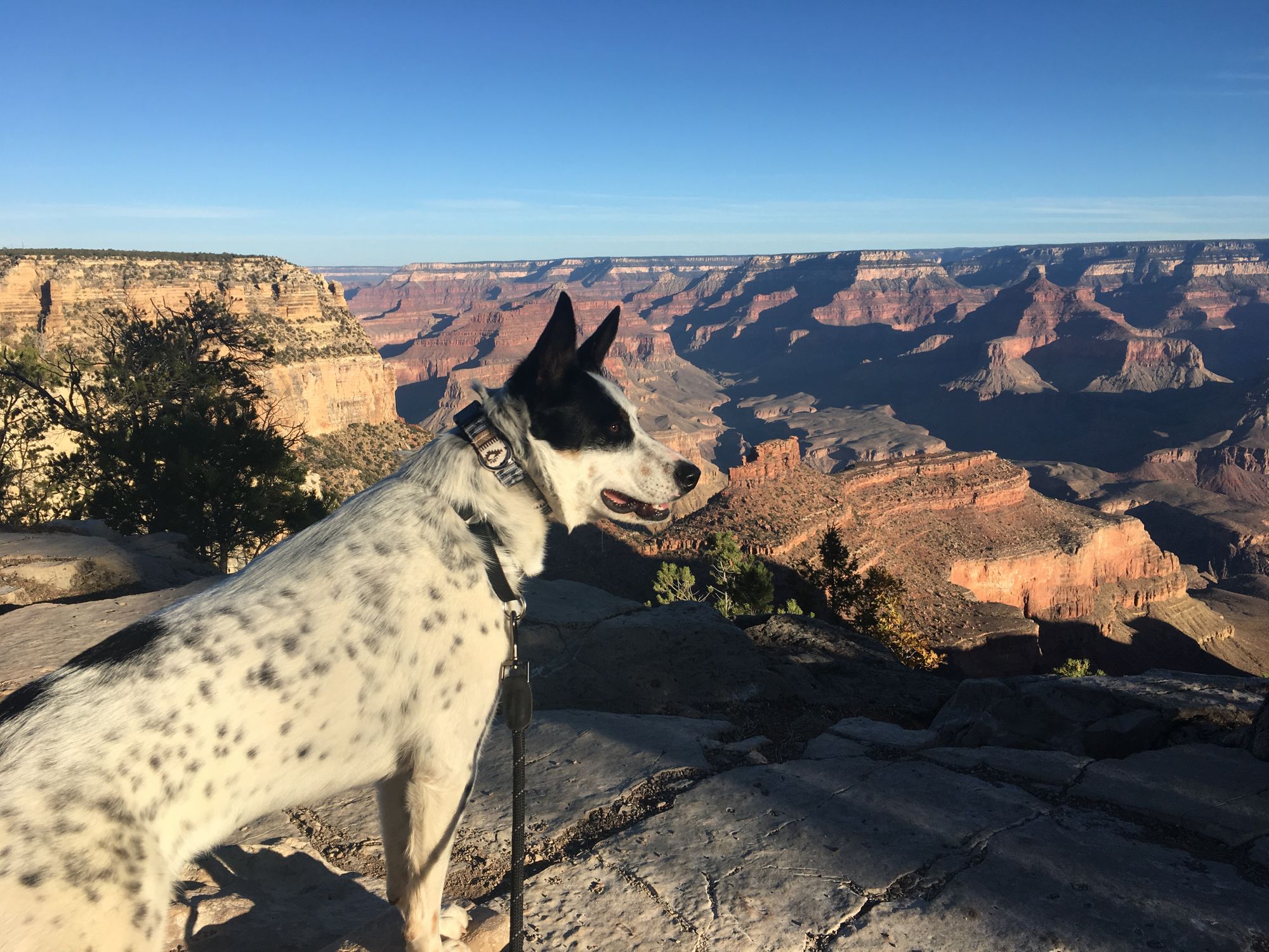 Arizona Dog Adventures