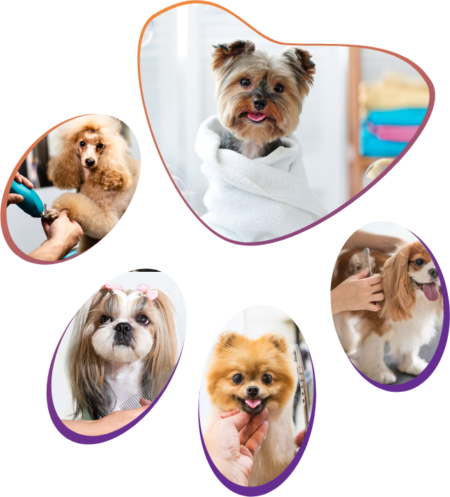 Dog Grooming Services Dog Grooming Centre in Waterford Ireland