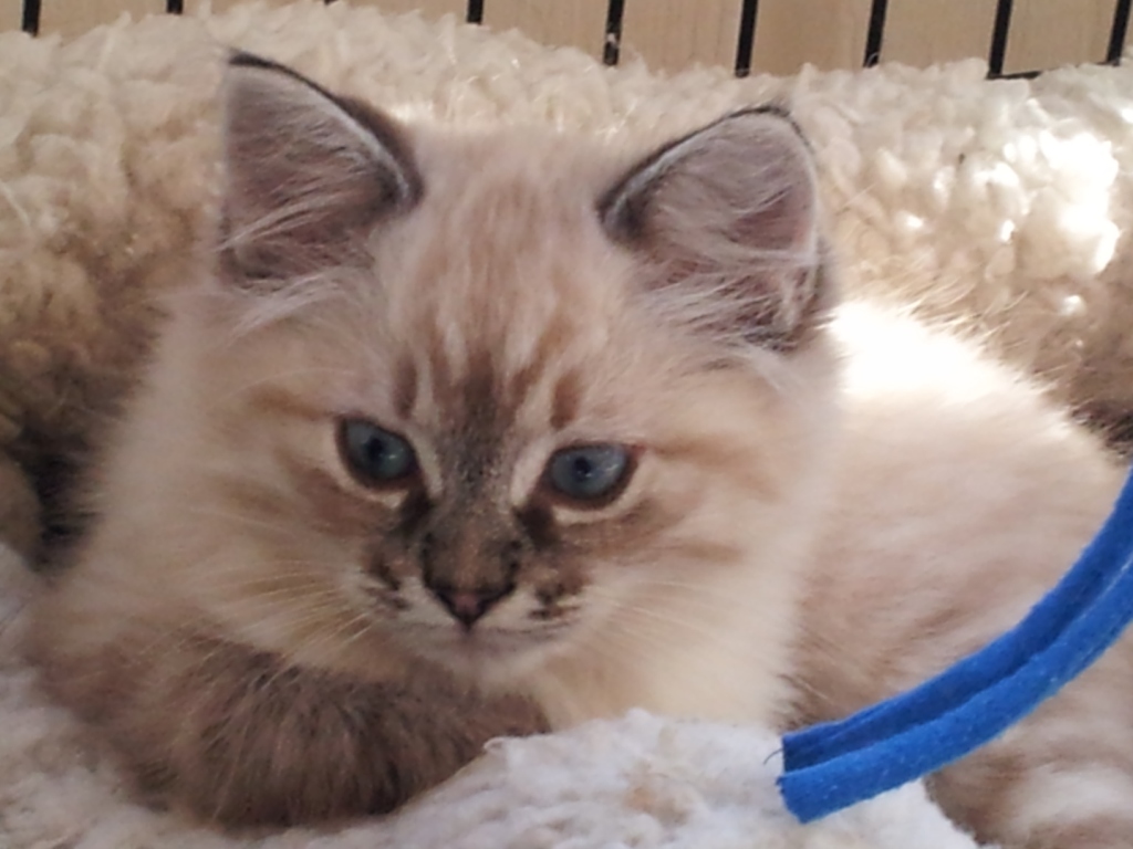 39 Top Images Lynx Siamese Cat Price / 1000+ images about