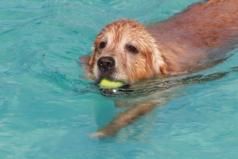 Chlorine in Pools Is it Safe for Dogs? The Dogman