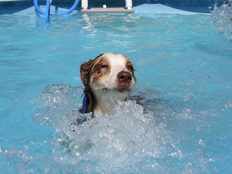 Chlorine in Pools Is it Safe for Dogs? The Dogman