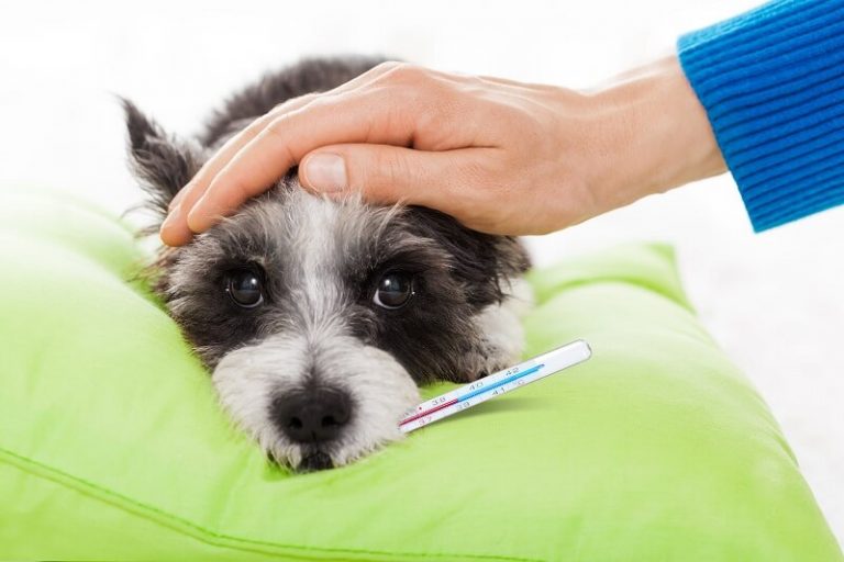 How to Take a Puppy's Temperature The Dogman