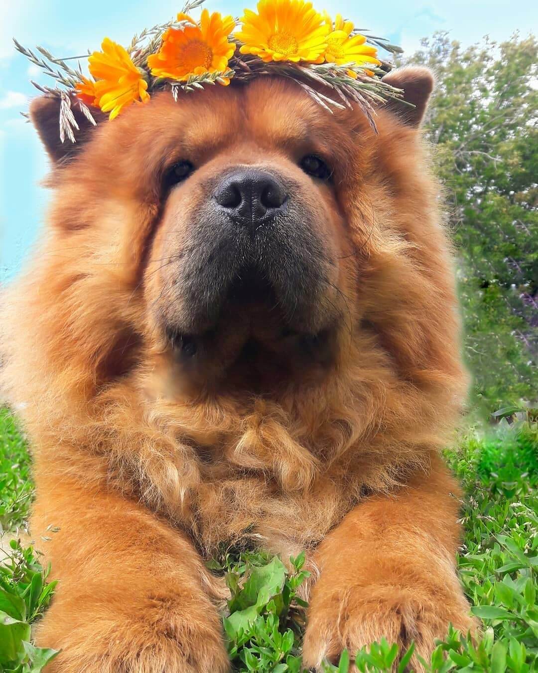 15 Amazing Facts About Chow Chows You Probably Never Knew