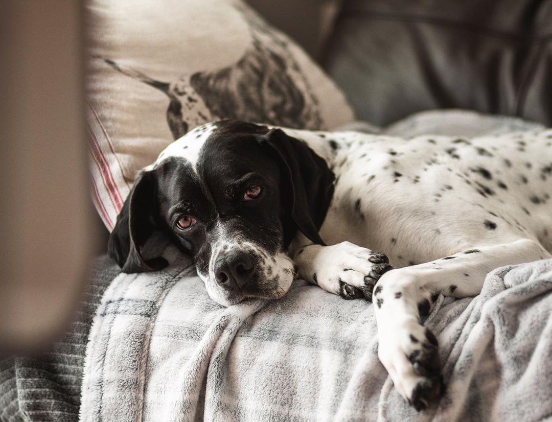 15 Interesting Facts About English Pointer The Dogman
