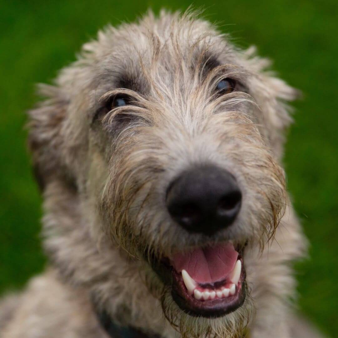 14 Pictures Only Irish Wolfhound Owners Will Think Are Funny The Dogman