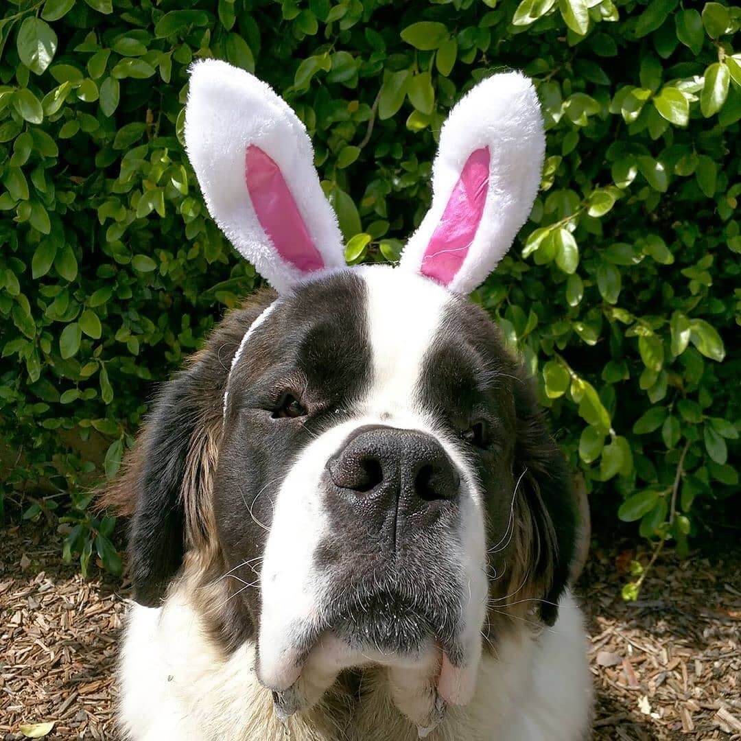 14 Amazing Facts About The St. Bernard The Dogman