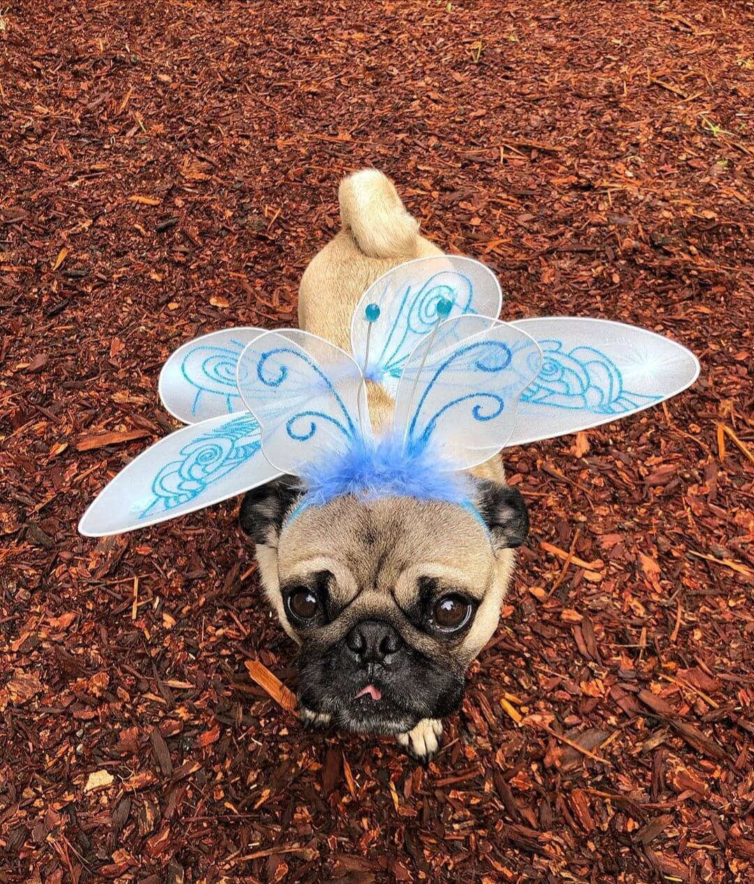 The 15 Best Pug Halloween Costumes of All Time The Dogman