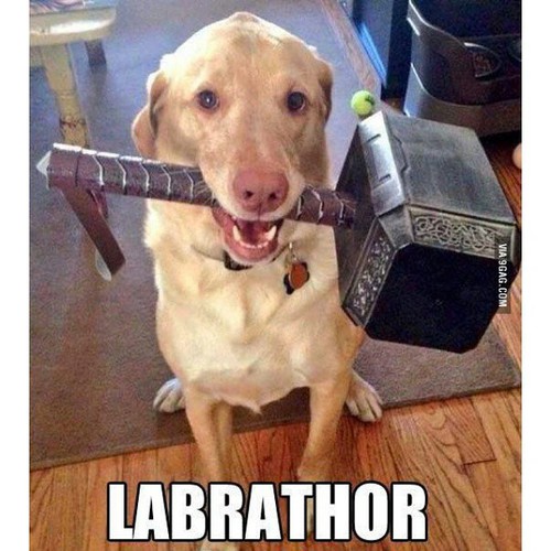 16 Best Labrador Memes to Set the Mood The Dogman