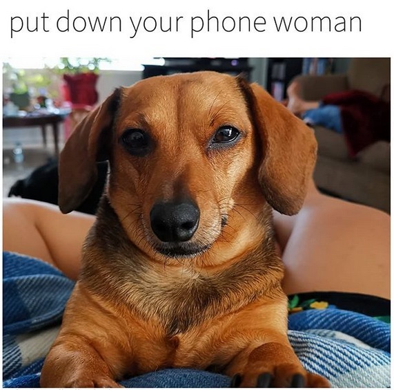 The 16 Funniest Dachshund Memes Page 4 of 6 The Dogman