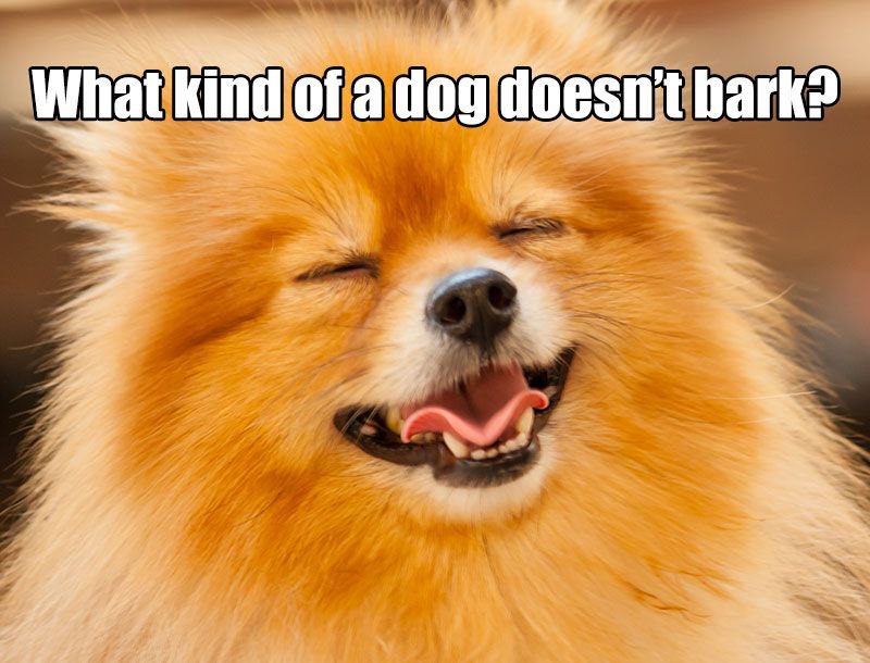 16 Best Pomeranian Memes So You Don't Be Sad The Dogman