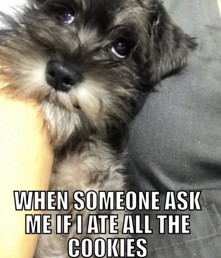 15 Best Schnauzer Memes So You Won't Be Sad Page 3 of 5 The Dogman