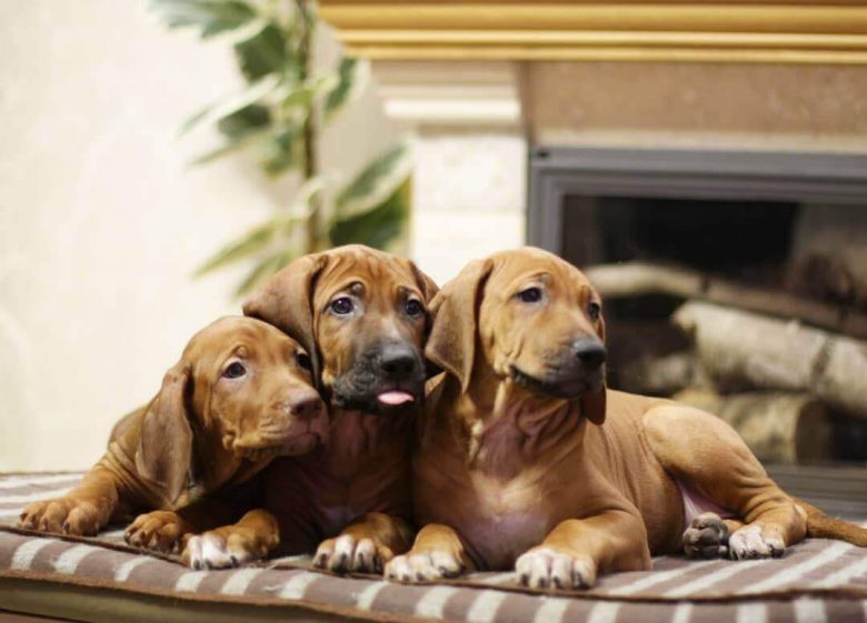 15 Interesting Facts About Rhodesian Ridgebacks Page 4 of 5 The Dogman