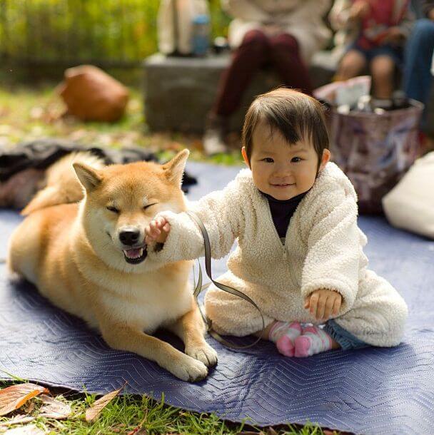 14 Photos Prove That Akita and Shiba Inu Were Born To Live With Kids