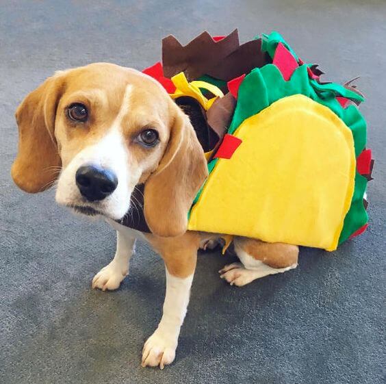 14 Amazing Halloween Costumes for Beagles 2020 Page 2 of 5 The Dogman
