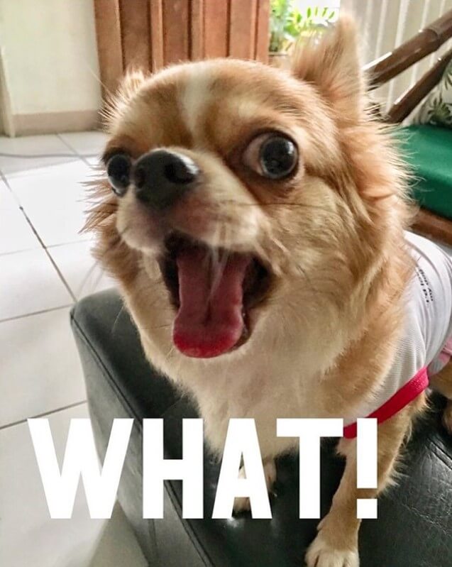15 More Hysterical Chihuahua Memes That Will Make You Laugh Page 2 of 5 The Dogman