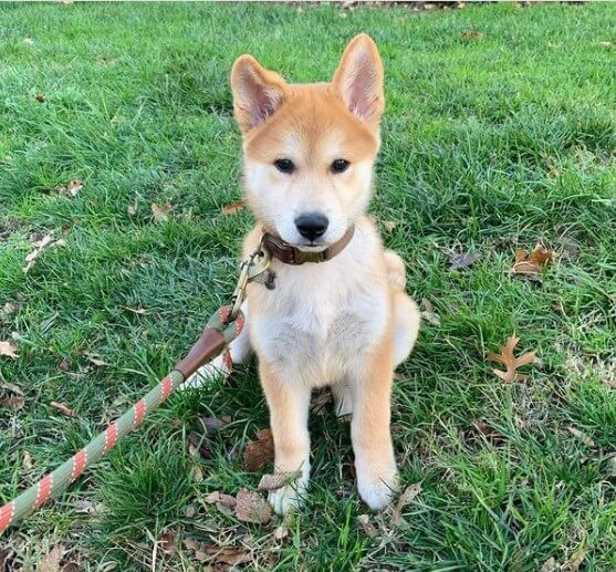 90+ Korean Dog Names The Dogman