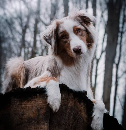 140+ Female Spanish Dog Names The Dogman