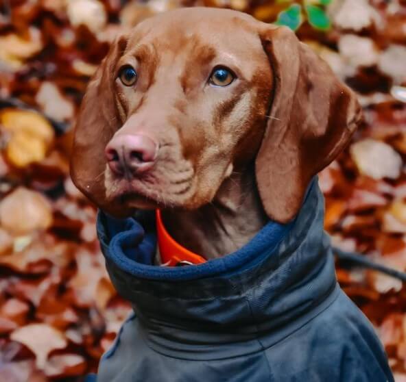 100+ Hunting Dog Names for Girl Dogs The Dogman