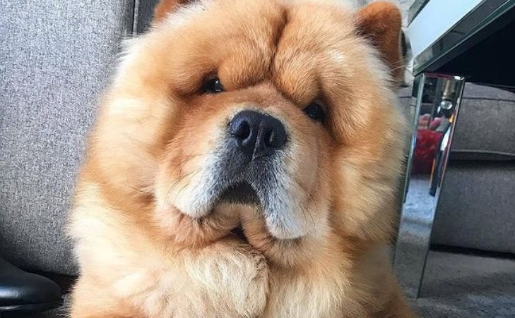 14 Pictures That Prove That Chow Chow Will Not Let You Get Bored Page