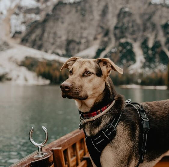 150 Italian Boy Dog Names The Dogman