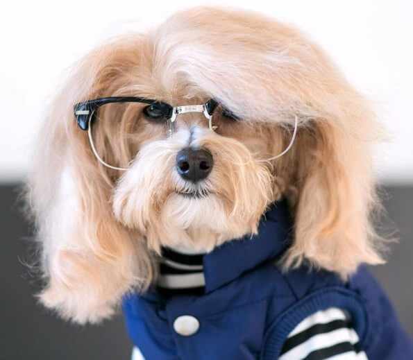 70+ Dog Names Inspired by Pop Culture The Dogman