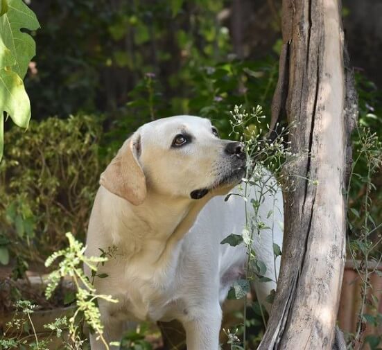 Labrador Retrievers Reliable and Active Companions The Dogman
