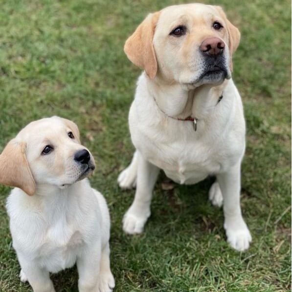 Labrador Retrievers Reliable and Active Companions The Dogman