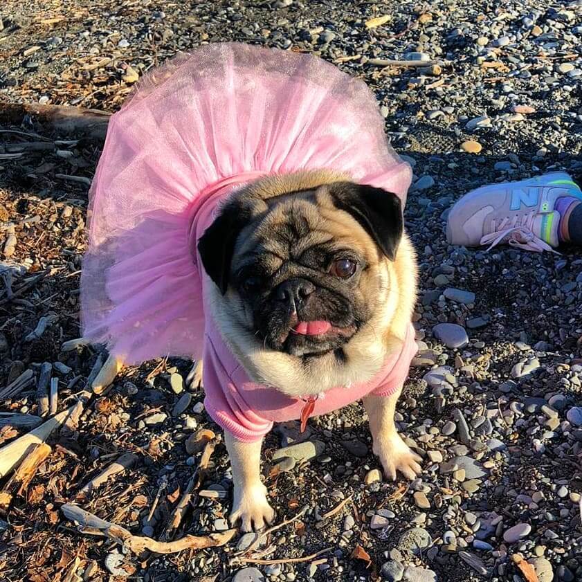 Meet 15 of the Cutest Pugs in the World The Dogman