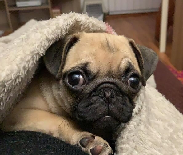 Pugs Sources of Positive Emotions The Dogman