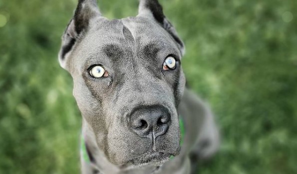 80 Female Cane Corso Names The Dogman