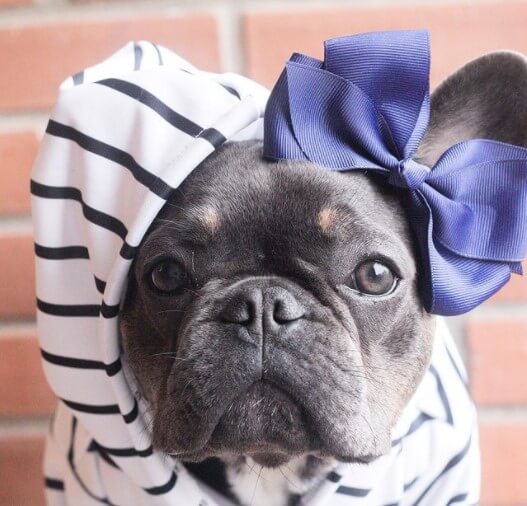 75 Female French Bulldog Names The Dogman