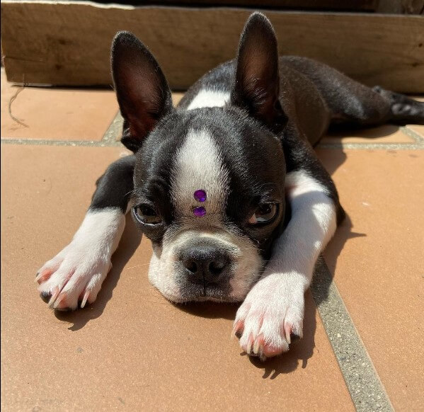 200+ Female Boston Terrier Names The Dogman