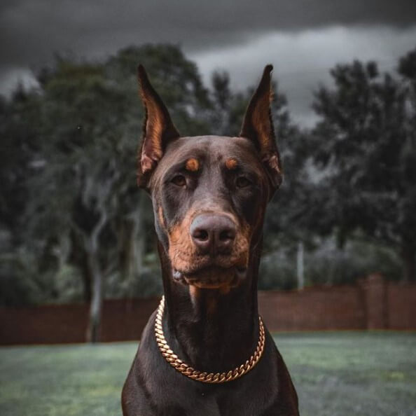 83 Male Doberman Pinscher Names The Dogman