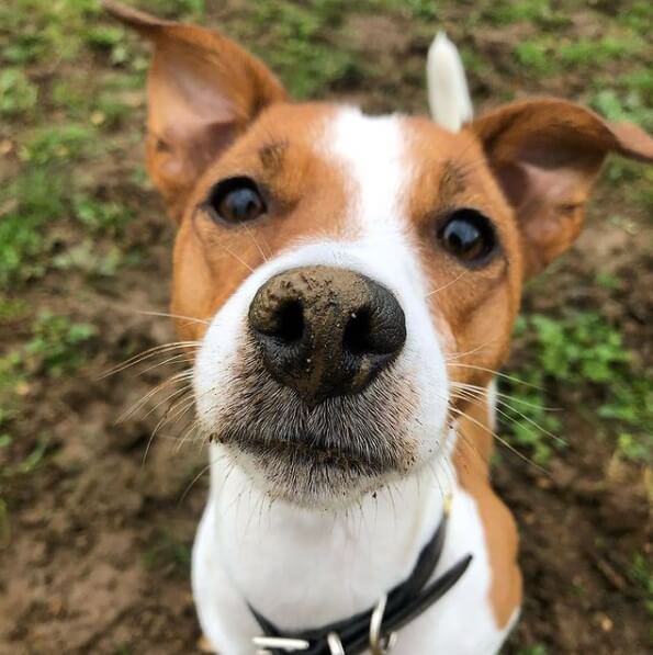 85 Male Jack Russell Terrier Names The Dogman