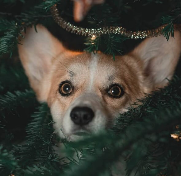 95 Female Names The Dogman