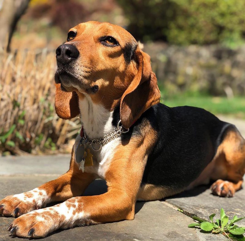 Doxle Beagle & Dachshund The Dogman