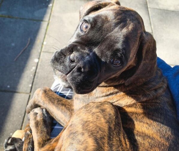 100 Female Boxer Dog Names The Dogman