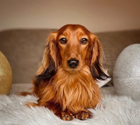 70 Female Dachshund Names The Dogman