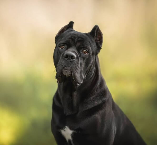 70 Male Cane Corso Names The Dogman