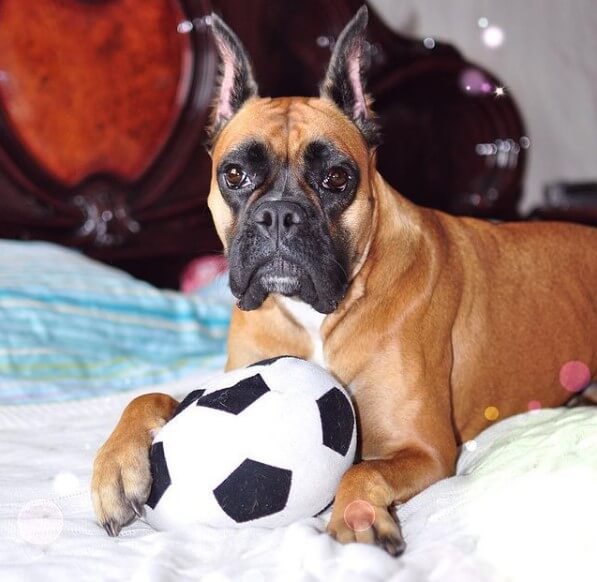 89 Male Boxer Dog Names The Dogman