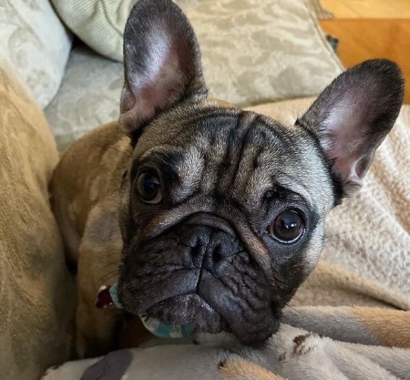 73 Male French Bulldog Names The Dogman